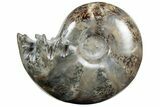 Polished Agatized Ammonite (Gaudryceras?) Fossil - Madagascar #213779-1